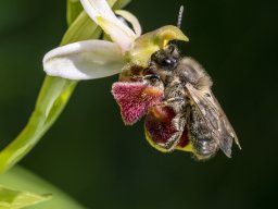 17_Pollinisateur_sur_Ophrys